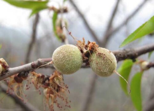 山桃什么时候成熟