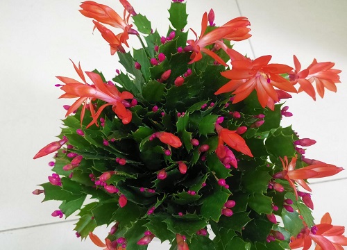 蟹爪兰风水寓意与作用