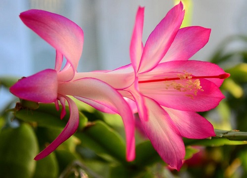 蟹爪兰风水寓意与作用