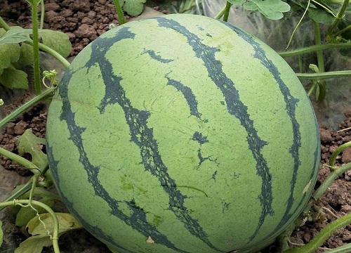 西瓜什么时候成熟