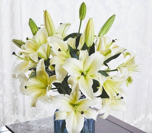 百合扦插生根最快方法