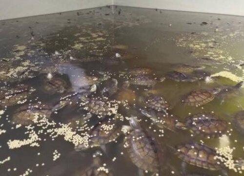 养龟的粪水可以直接浇花吗