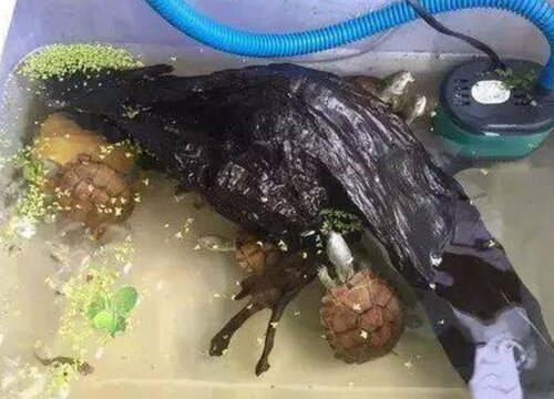 养龟的粪水可以直接浇花吗