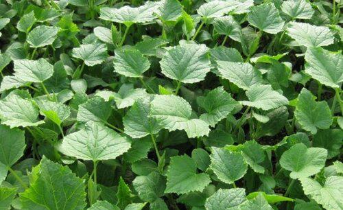 种黄瓜苗需要施底肥吗