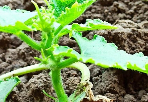 种黄瓜苗需要施底肥吗