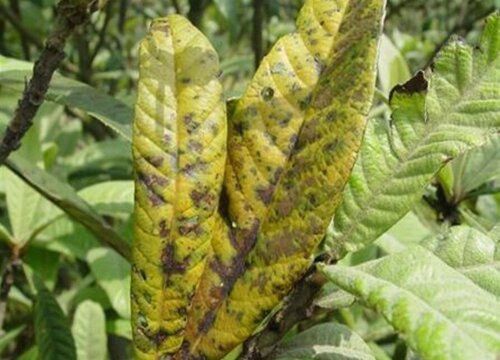 枇杷树病虫害防治技术与方法措施