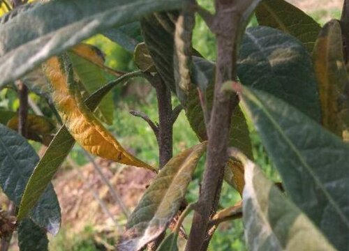 枇杷树病虫害防治技术与方法措施