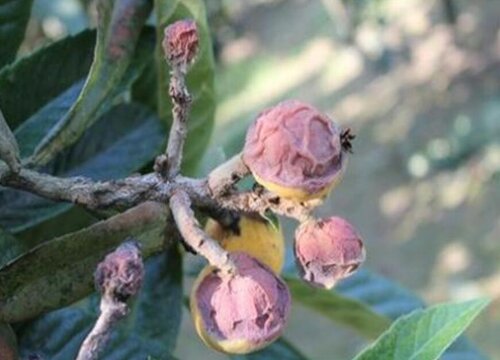 枇杷树病虫害防治技术与方法措施