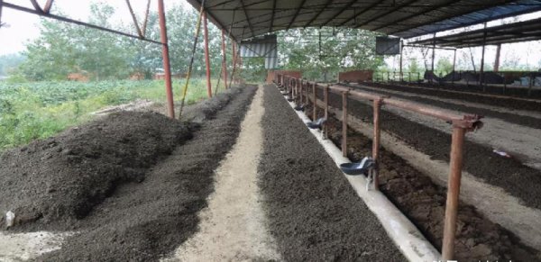 小型养殖什么最赚钱