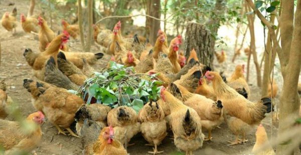 小型养殖什么最赚钱