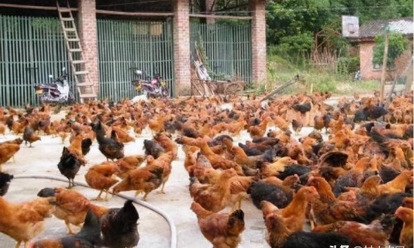 小型养殖什么最赚钱