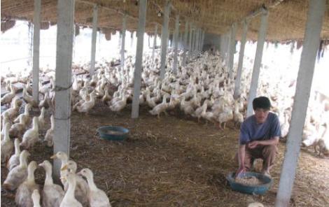 小型养殖什么最赚钱