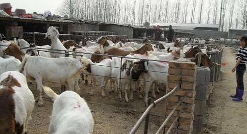 小型养殖什么最赚钱