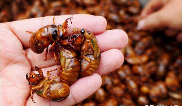 小型养殖什么最赚钱