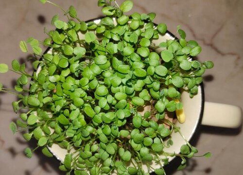 幸运草的花语是什么意思