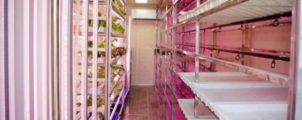 人工水培牧草种植方法