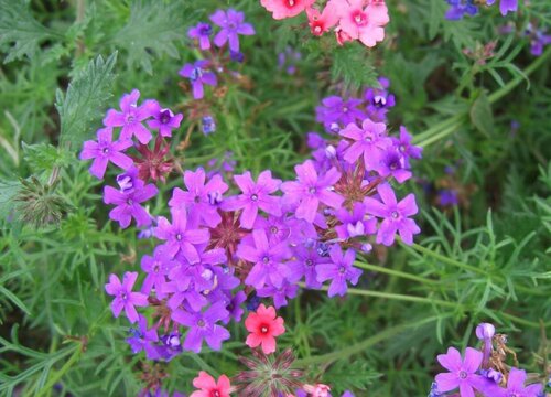 美女樱耐寒多少度