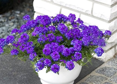 美女樱耐寒多少度