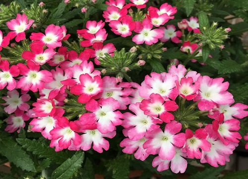 美女樱耐寒多少度