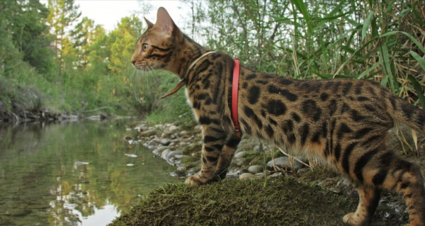 智商高的猫咪排行榜