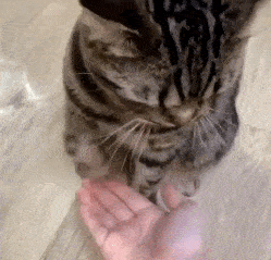 智商高的猫咪排行榜