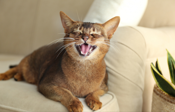 智商高的猫咪排行榜