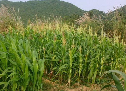 玉米种植技术与管理施肥