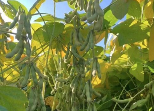 黄豆什么时候追肥合适