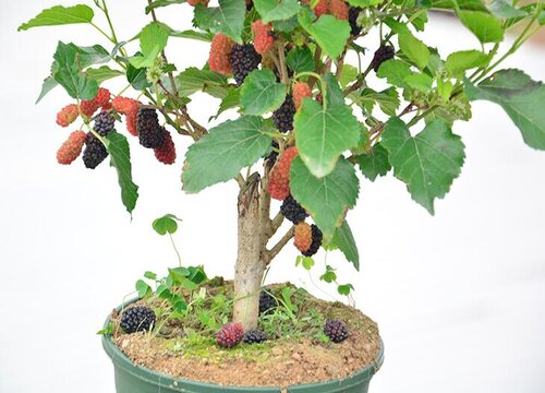 桑树亩产量多少斤