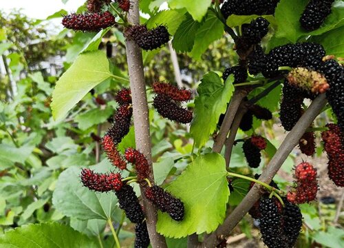 桑树亩产量多少斤