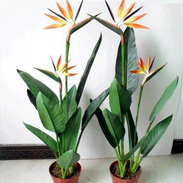 室内大型盆栽植物有哪些好养品种