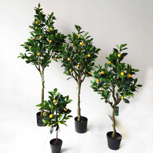 室内大型盆栽植物有哪些好养品种