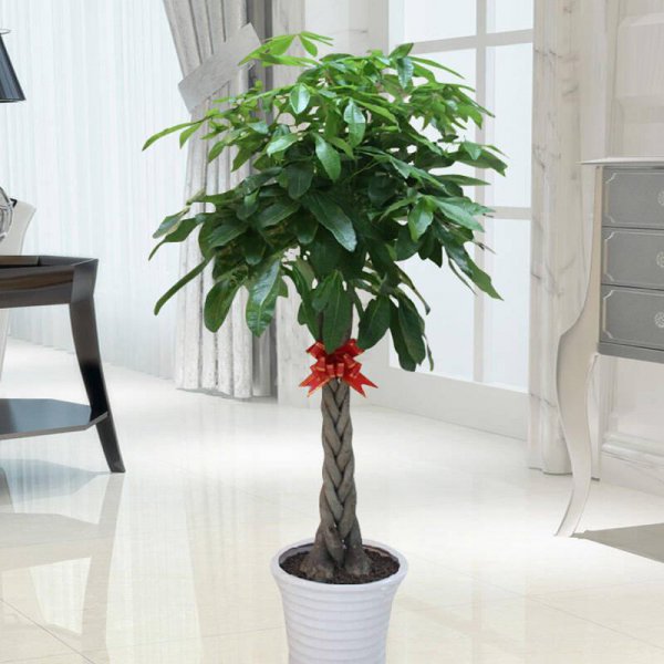 室内大型盆栽植物有哪些好养品种