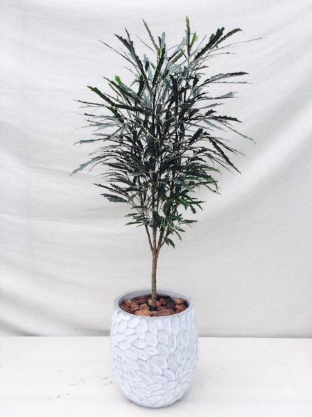 室内大型盆栽植物有哪些好养品种