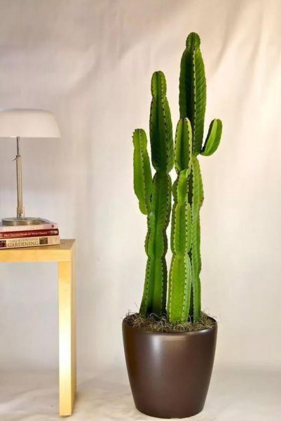 室内大型盆栽植物有哪些好养品种