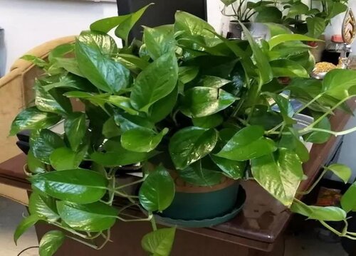 家里为什么不能放绿萝