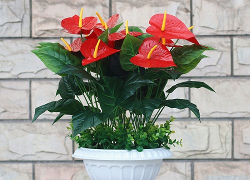 红掌可以水培吗