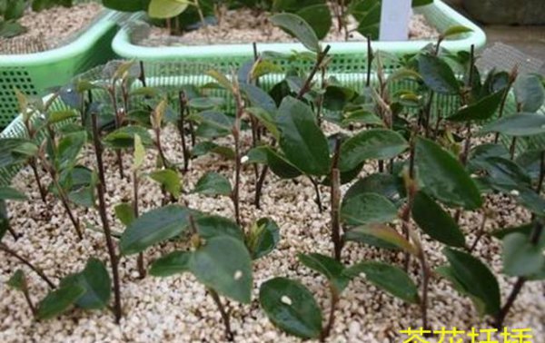 花凤仙和茶花是一种植物吗