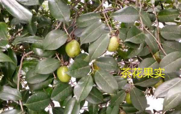 花凤仙和茶花是一种植物吗