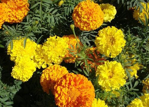 万寿菊冬天会死吗