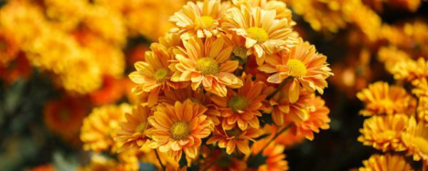 重阳节为什么要赏菊