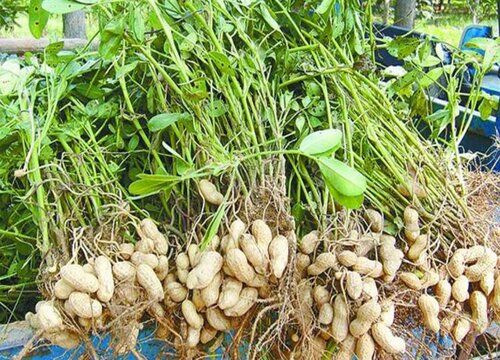 拔花生什么时候拔最好