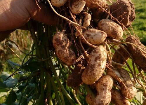 拔花生什么时候拔最好