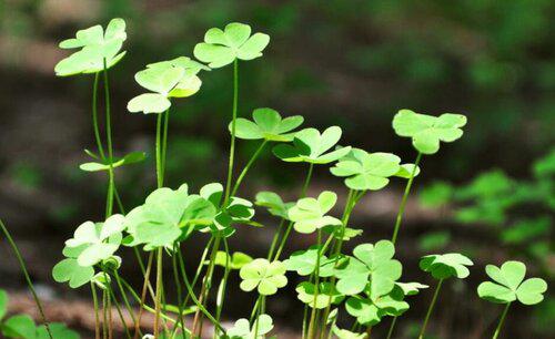 幸运草的寓意和象征