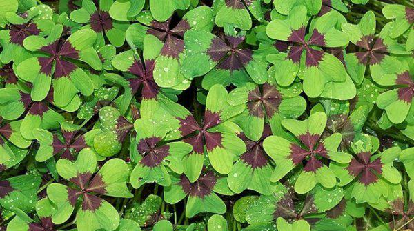 幸运草的寓意和象征