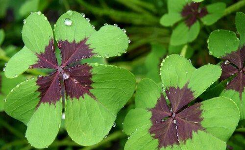 幸运草的寓意和象征