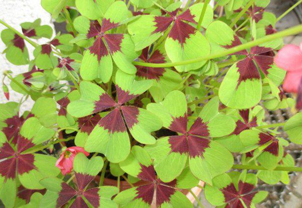 幸运草的寓意和象征