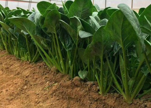 菠菜种植施用什么肥料适宜
