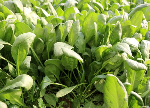 菠菜种植施用什么肥料适宜