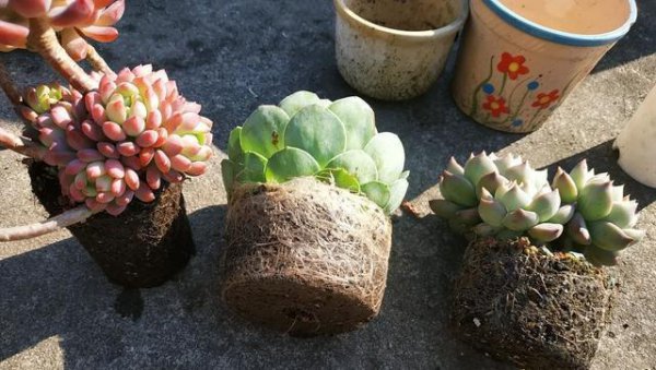 多肉植物怎么养根系能发达